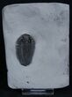 Large / Inch Calymene Niagarensis Trilobite #2138-1